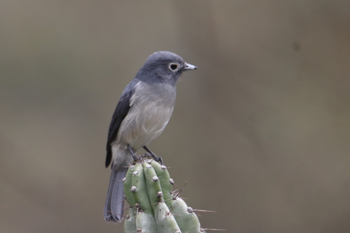 White-eyed Slaty-Flycatcher - ML641463505