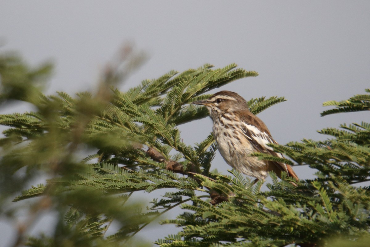 White-browed Scrub-Robin - ML641463520