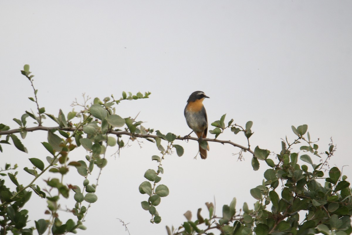 Cape Robin-Chat - ML641463523