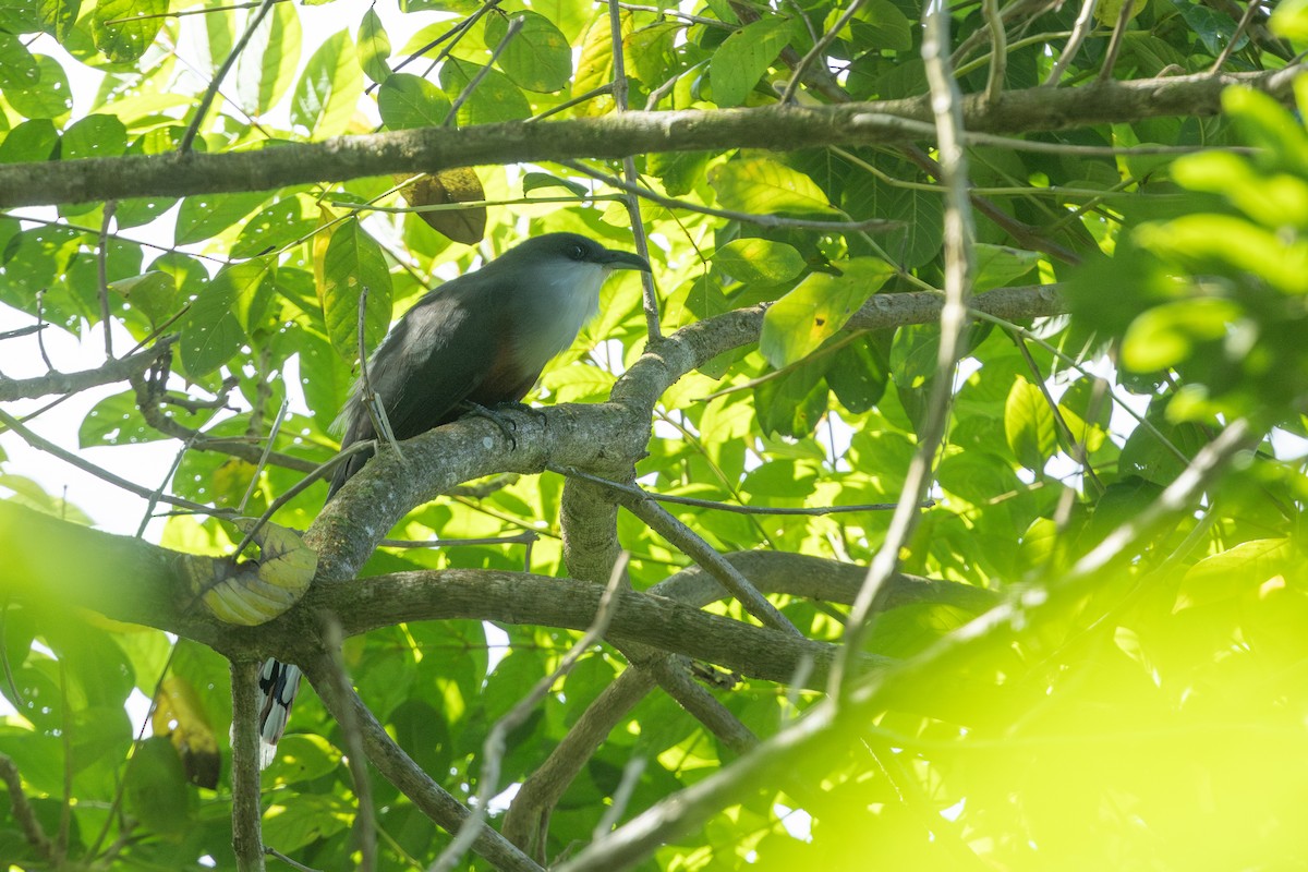 Chestnut-bellied Cuckoo - ML641463524