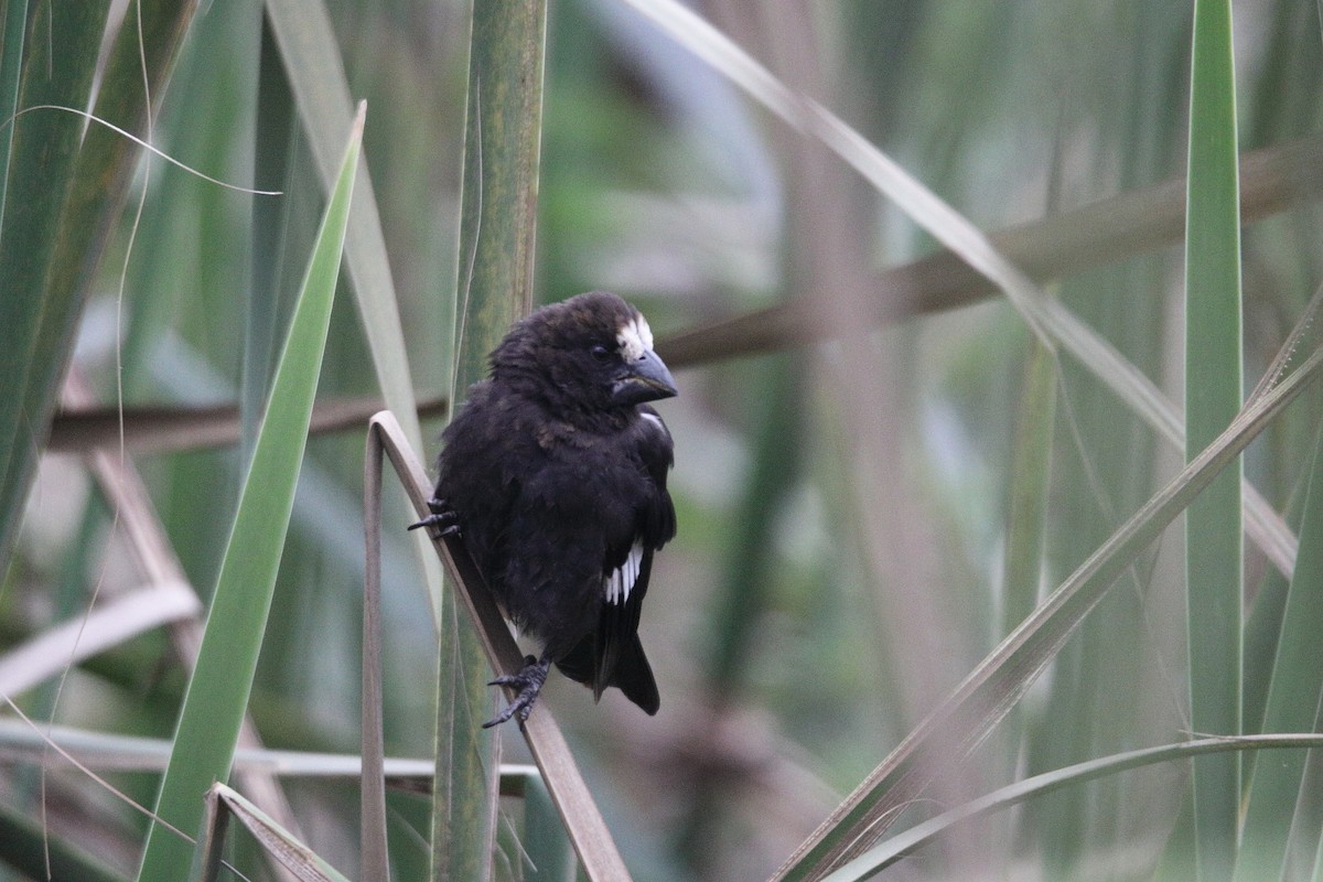 Grosbeak Weaver - ML641463557