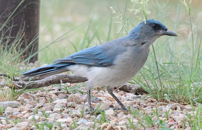Mexican Jay - ML641463560