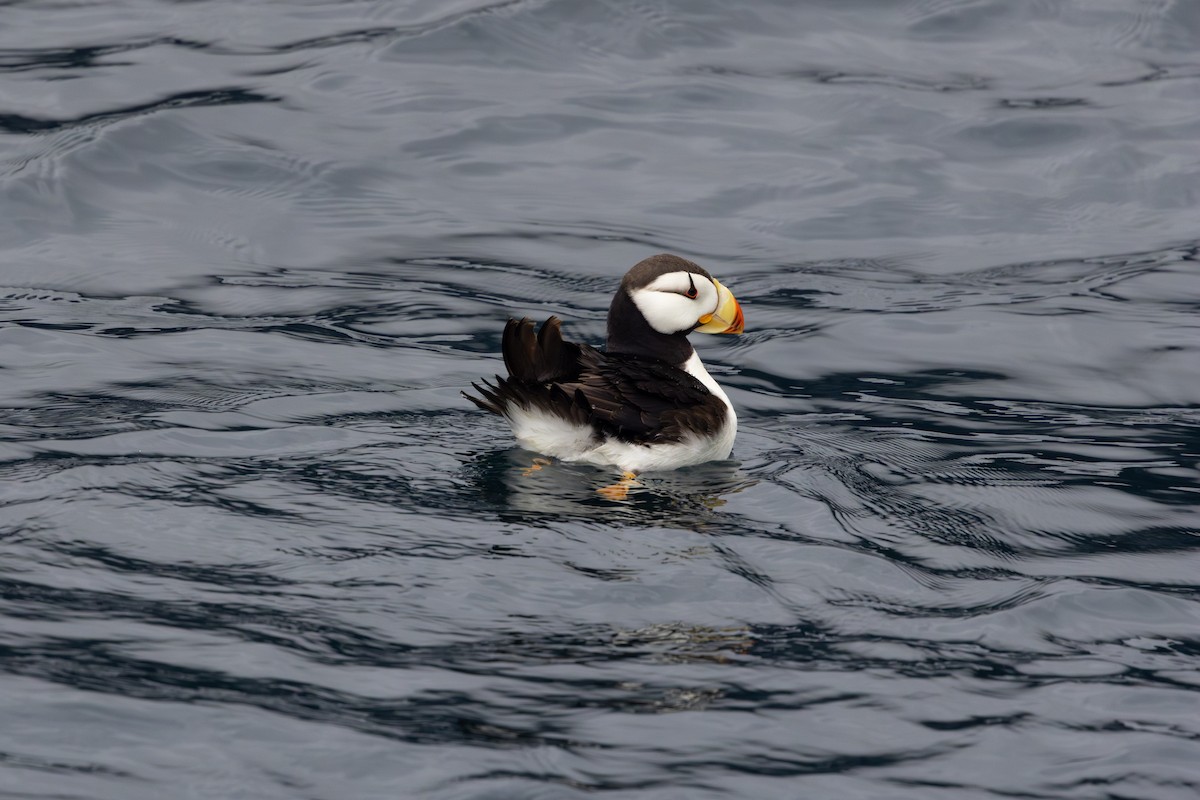 Horned Puffin - ML641463565