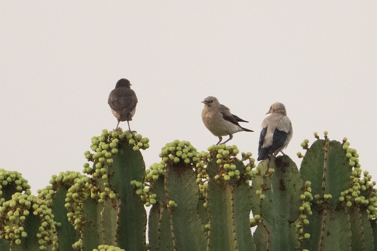 Wattled Starling - ML641463567
