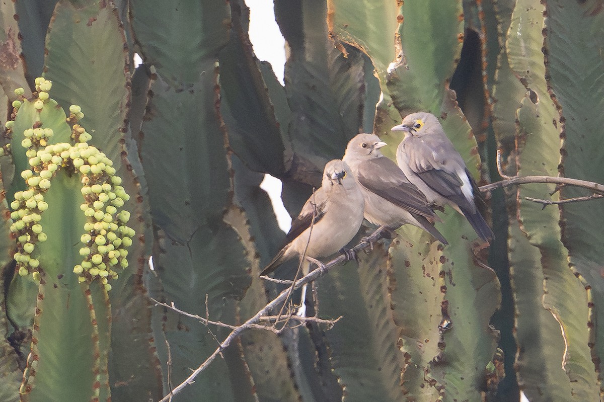 Wattled Starling - ML641463568