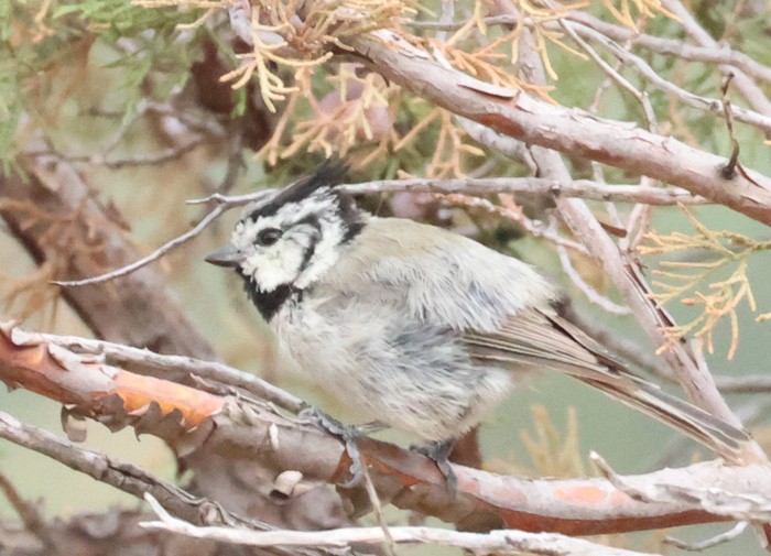 Bridled Titmouse - ML641463575