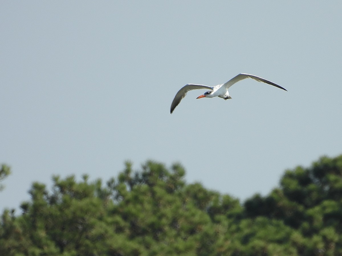 Caspian Tern - ML641463576