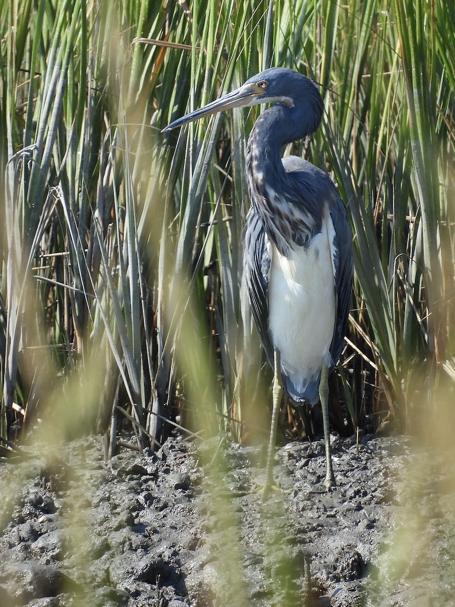 Tricolored Heron - ML641463581