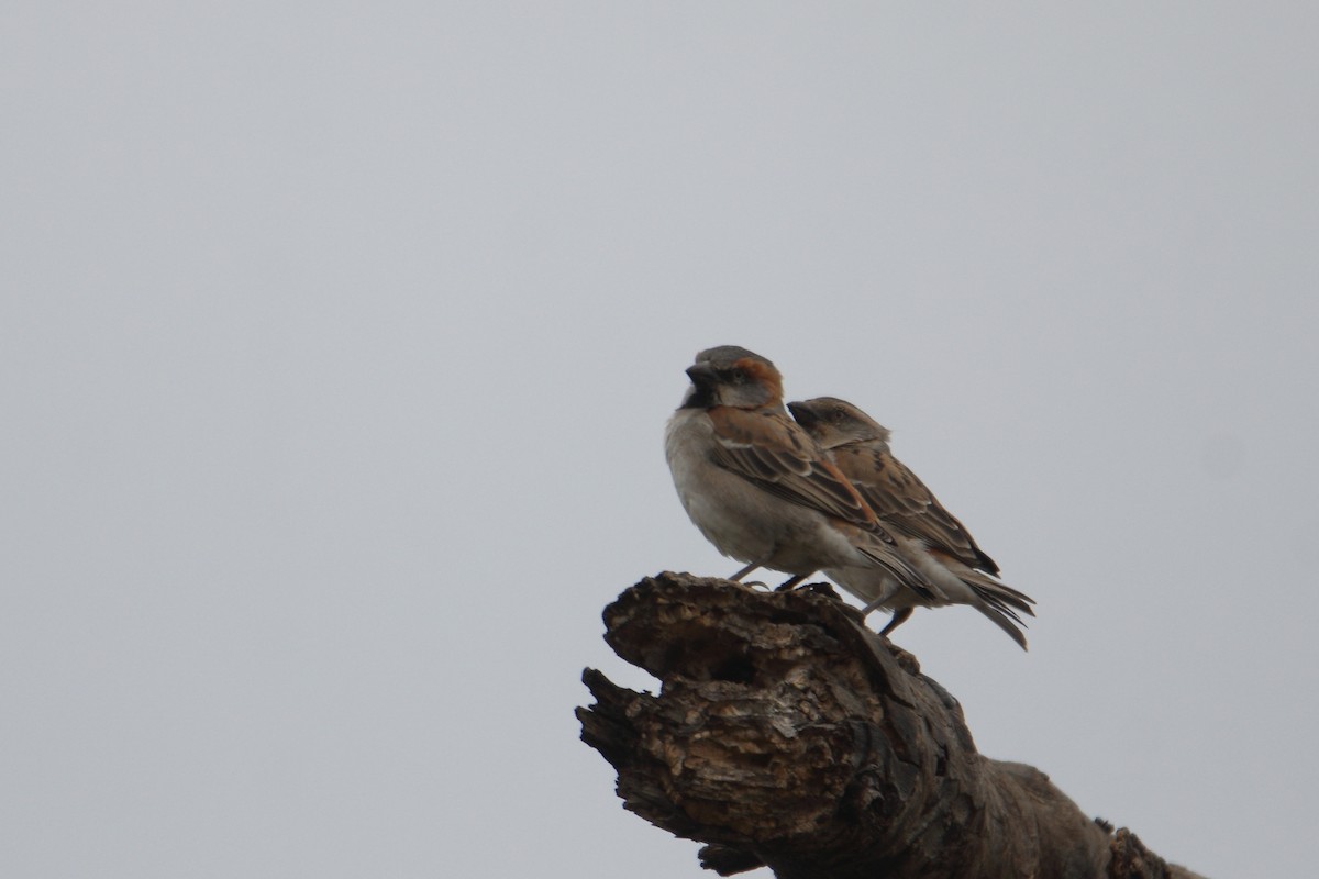 Kenya Rufous Sparrow - ML641463592