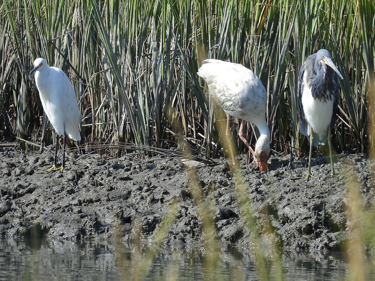 White Ibis - ML641463597