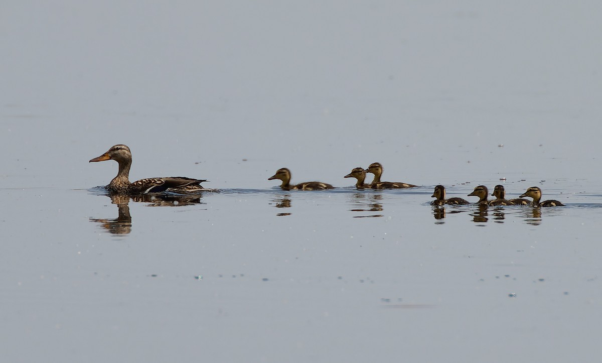 Mallard - ML641463603