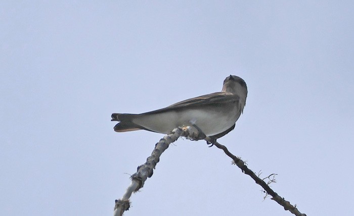 Northern Rough-winged Swallow - ML641463614