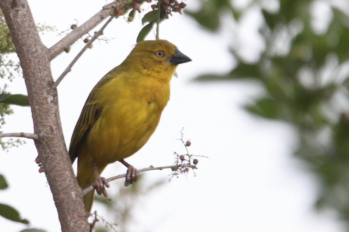 Holub's Golden-Weaver - ML641463615