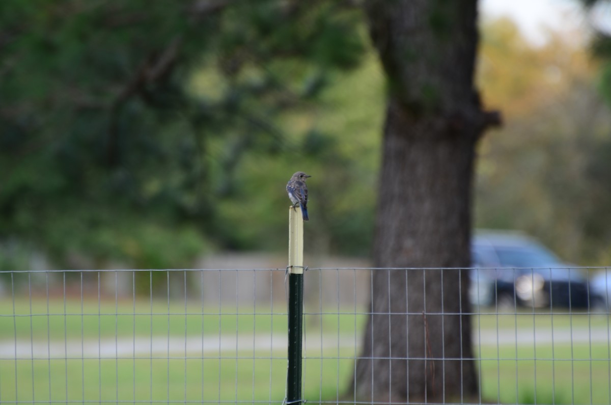 Eastern Bluebird - ML641463633