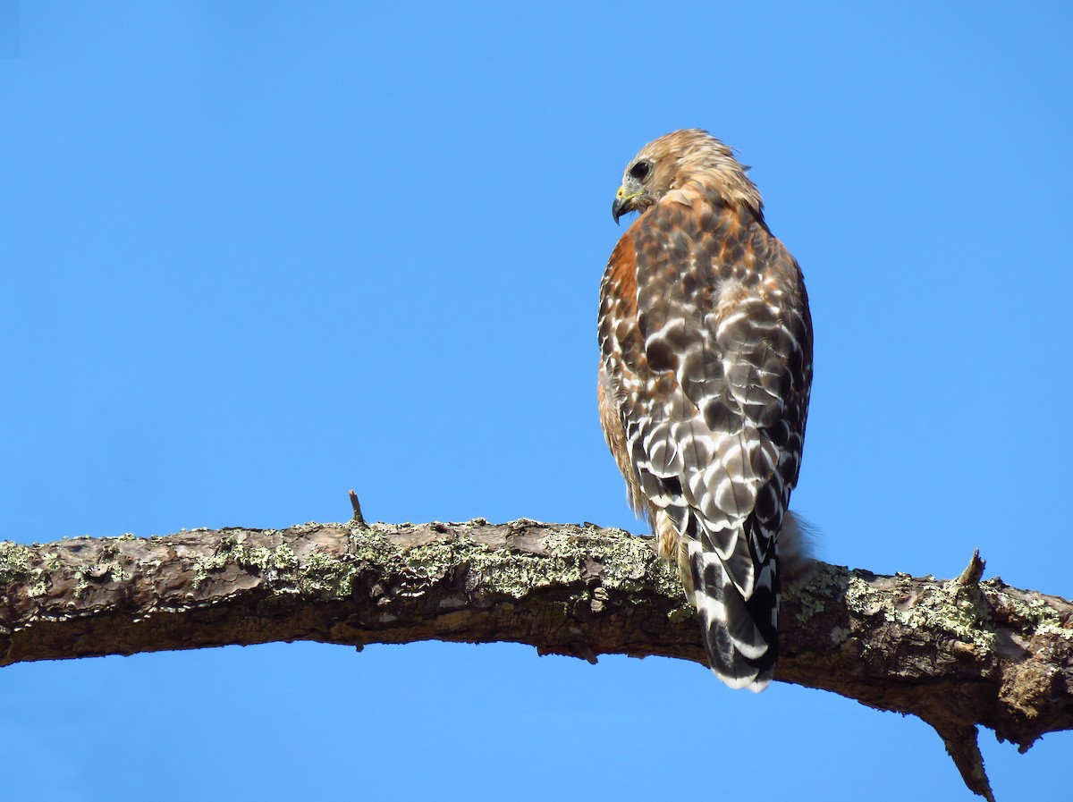 Red-shouldered Hawk - ML641463634