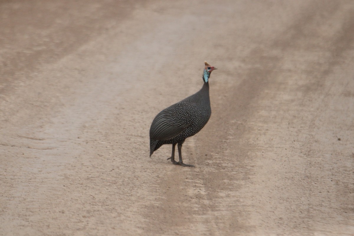 Helmeted Guineafowl - ML641463637