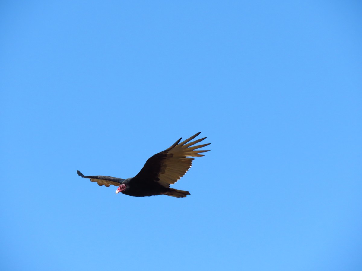 Turkey Vulture (Northern) - ML641463640