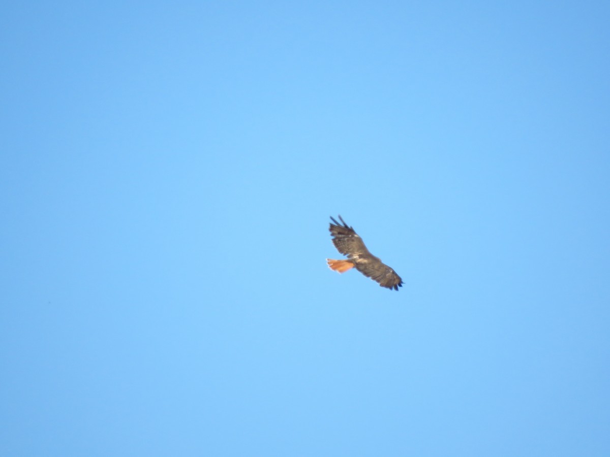Red-tailed Hawk - ML641463641