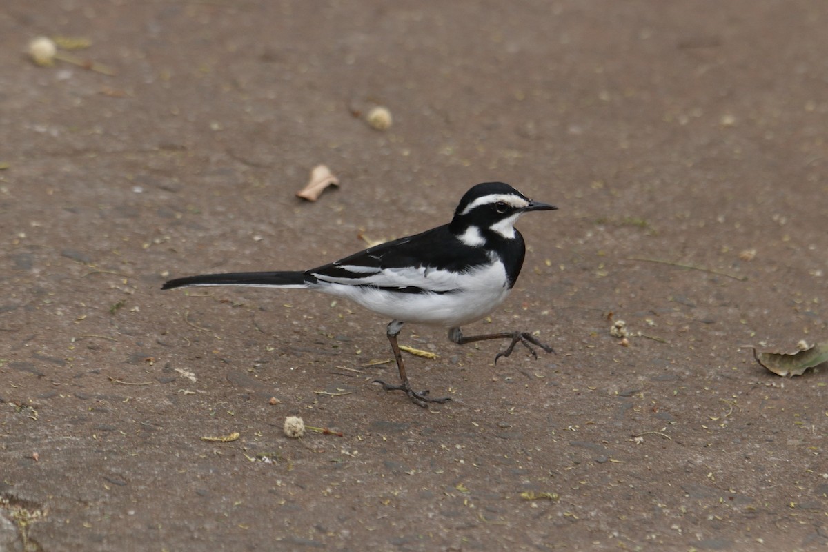African Pied Wagtail - ML641463645