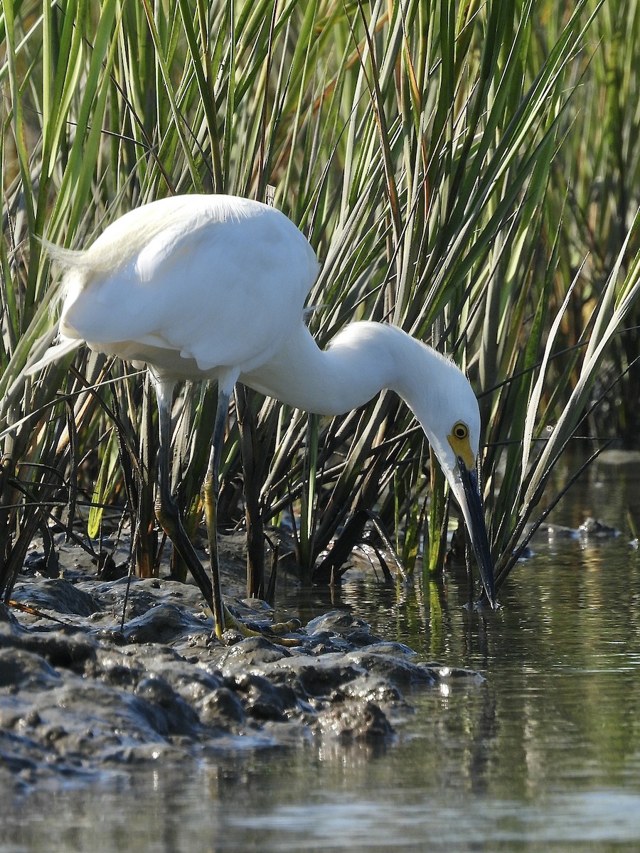 Snowy Egret - ML641463647