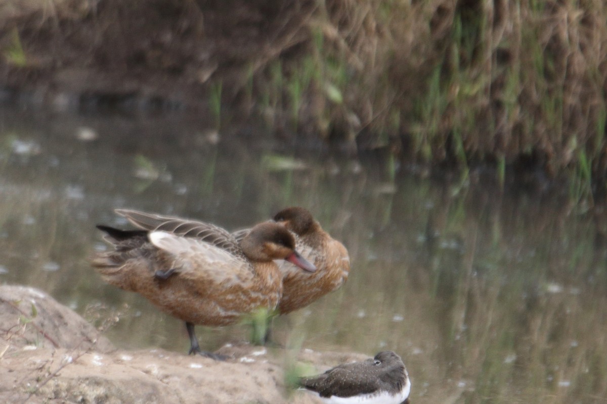 Red-billed Duck - ML641463660