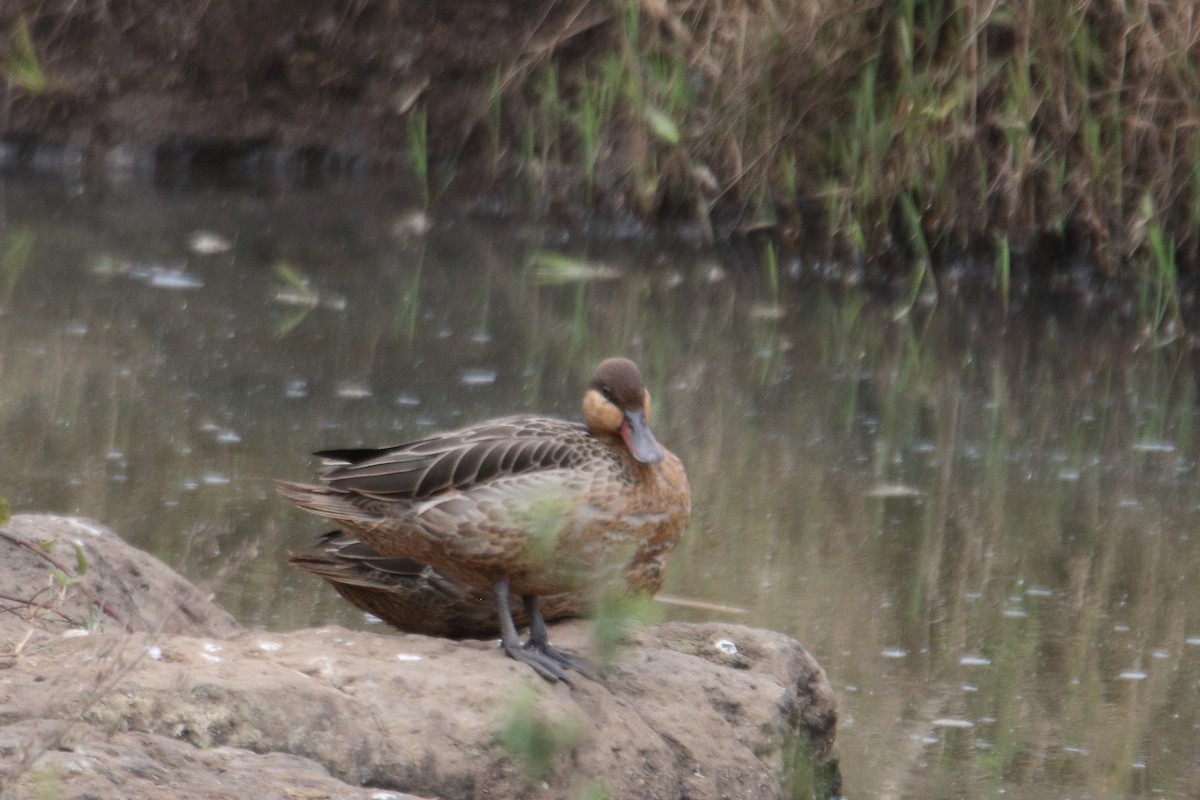 Red-billed Duck - ML641463661