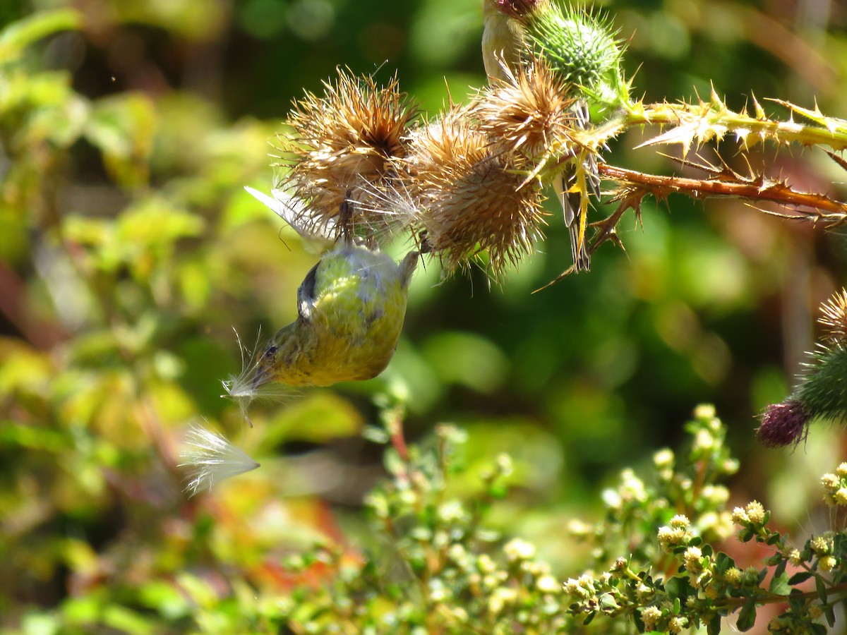 Lesser Goldfinch - ML641463670