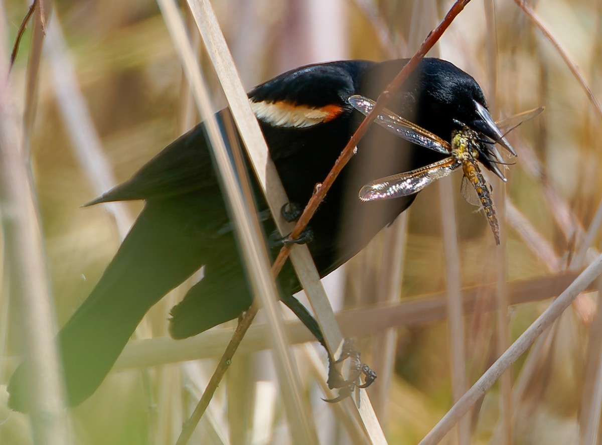 Red-winged Blackbird - ML641463694