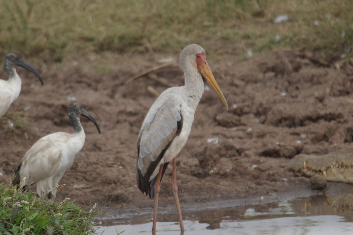 Yellow-billed Stork - ML641463700