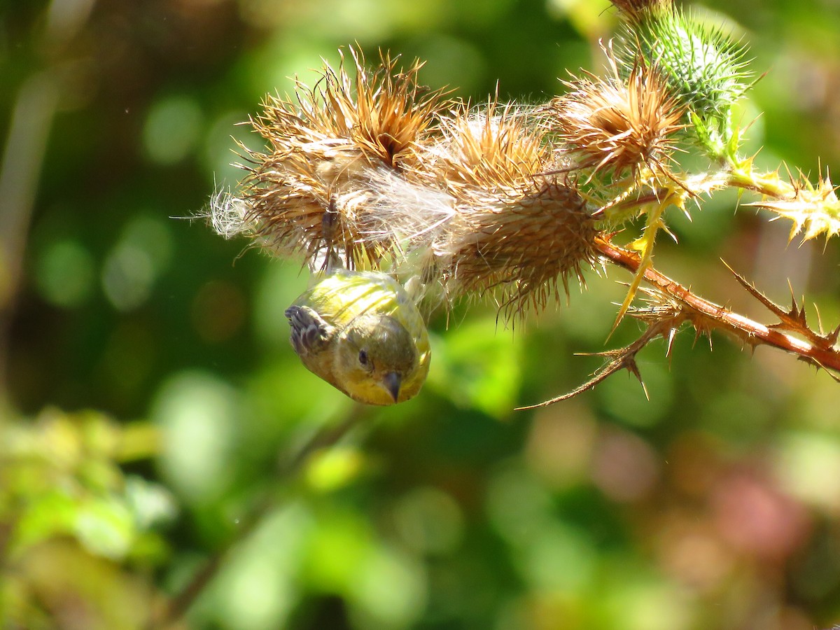 Lesser Goldfinch - ML641463722