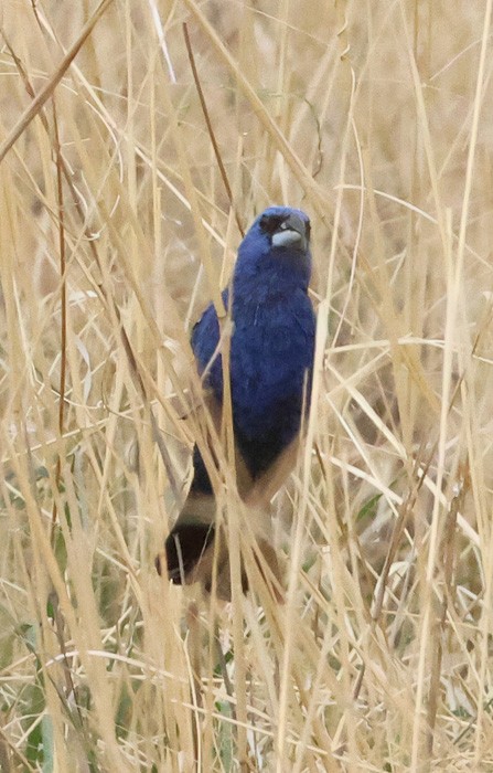 Blue Grosbeak - ML641463724
