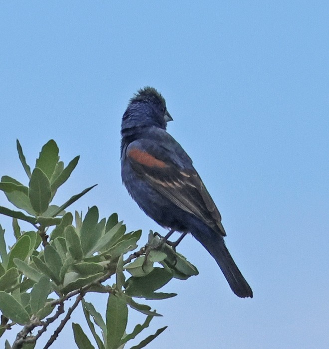 Blue Grosbeak - ML641463725