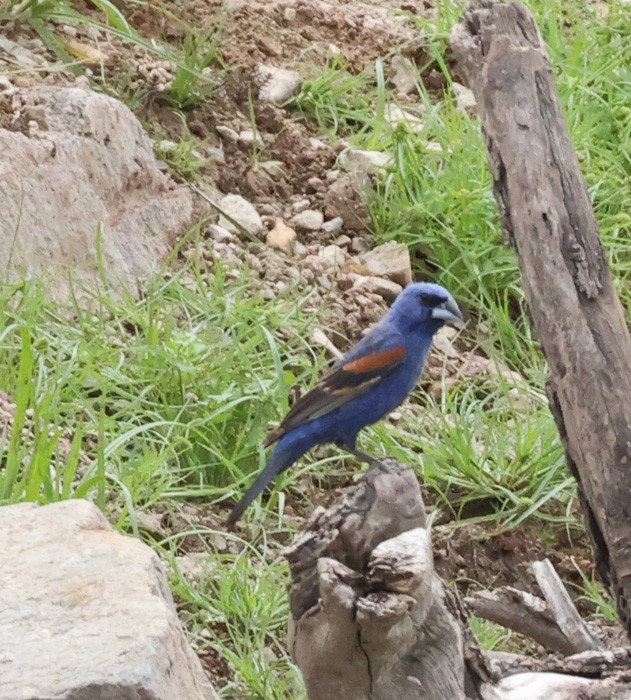 Blue Grosbeak - ML641463726
