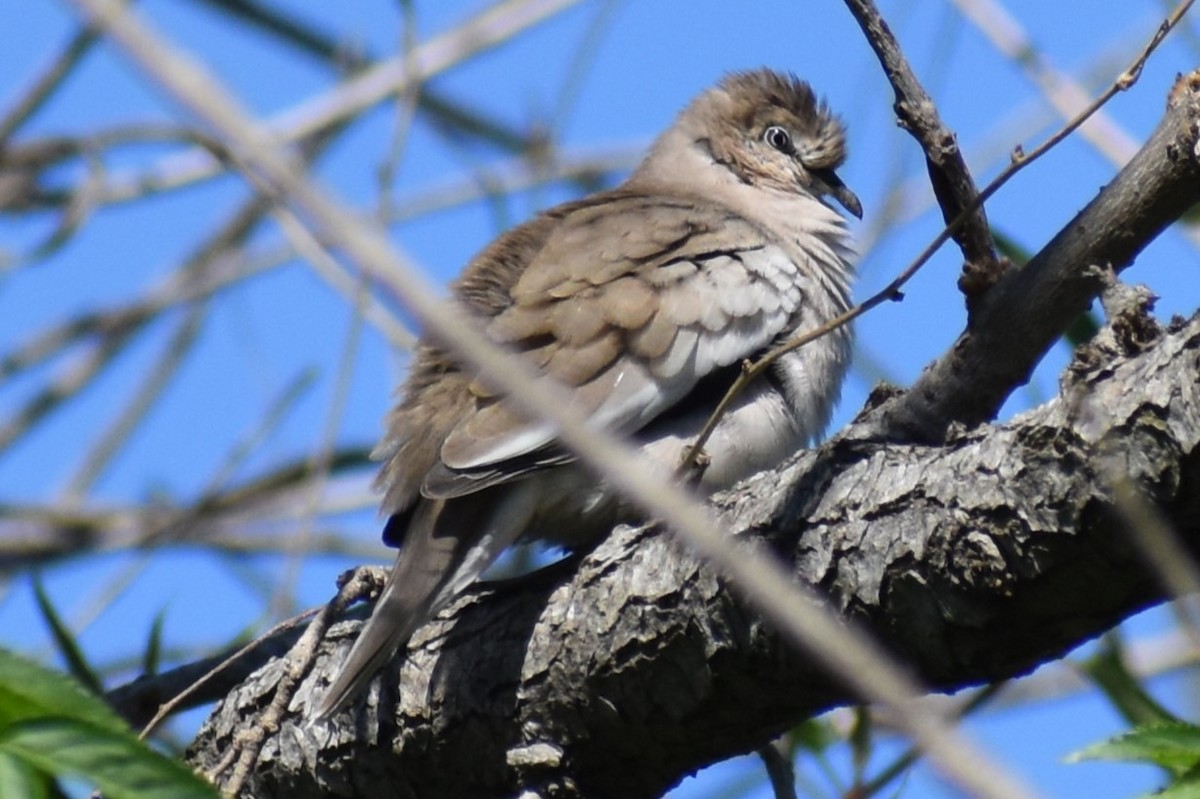 Picui Ground Dove - ML641463737