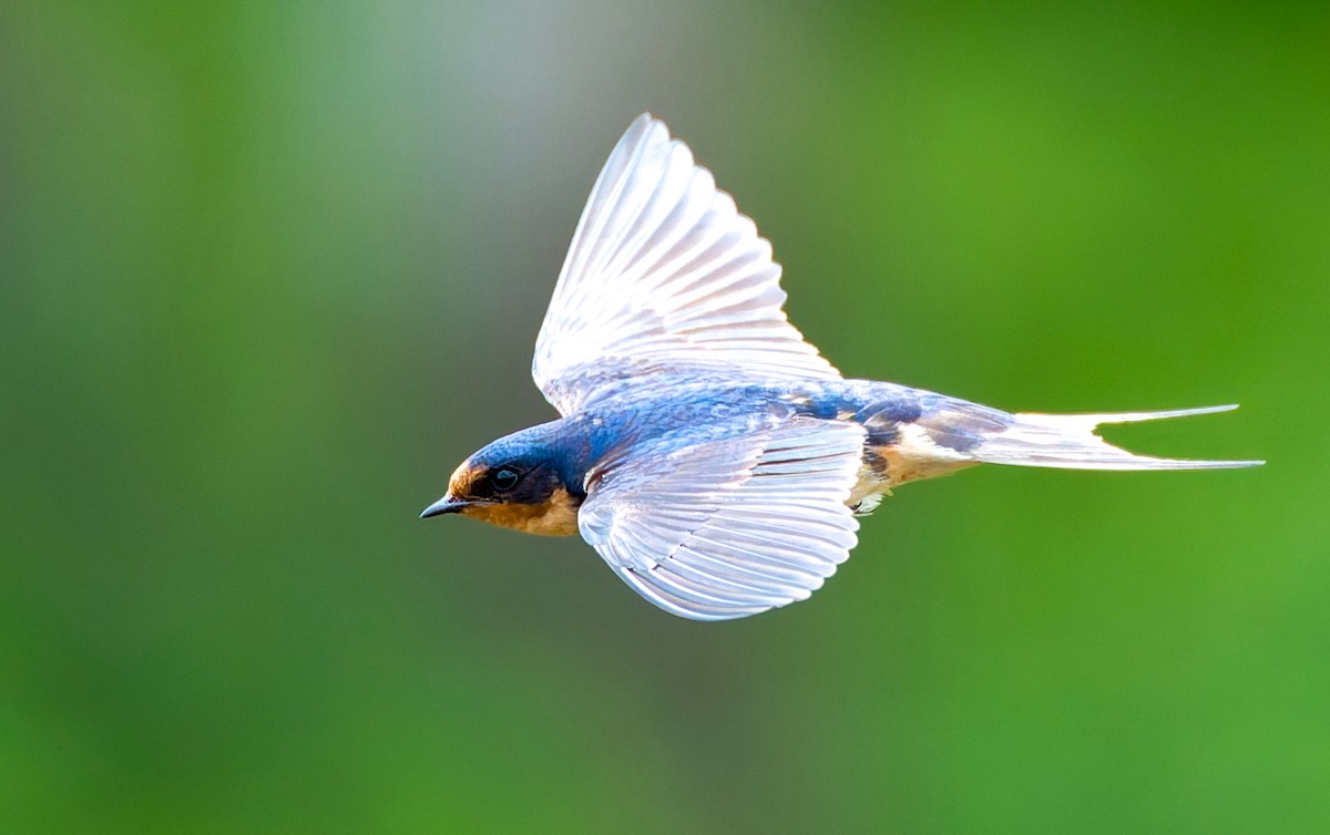 Barn Swallow - ML641463744