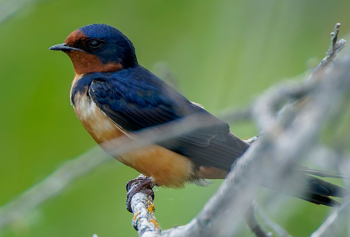 Barn Swallow - ML641463769