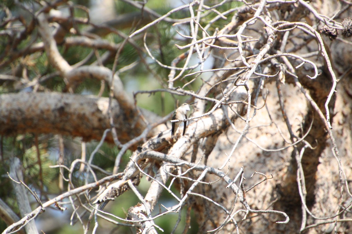 Broad-tailed Hummingbird - ML641463787