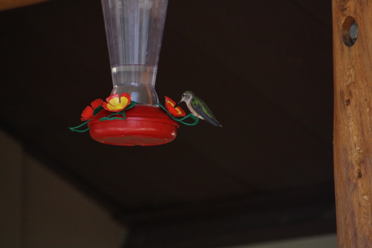Broad-tailed Hummingbird - ML641463788
