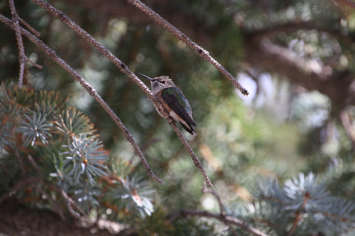 Broad-tailed Hummingbird - ML641463789