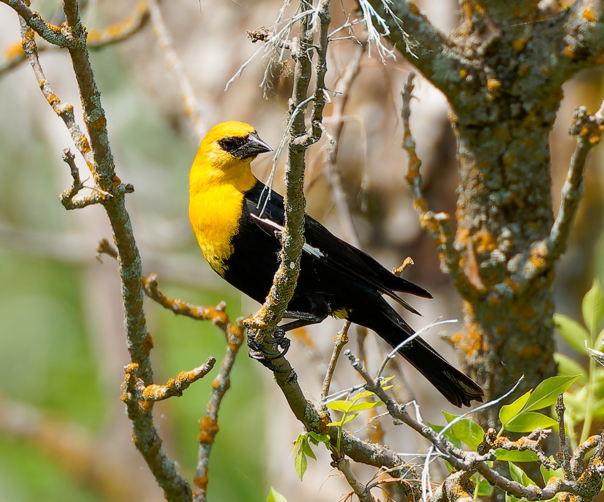 Yellow-headed Blackbird - ML641463821