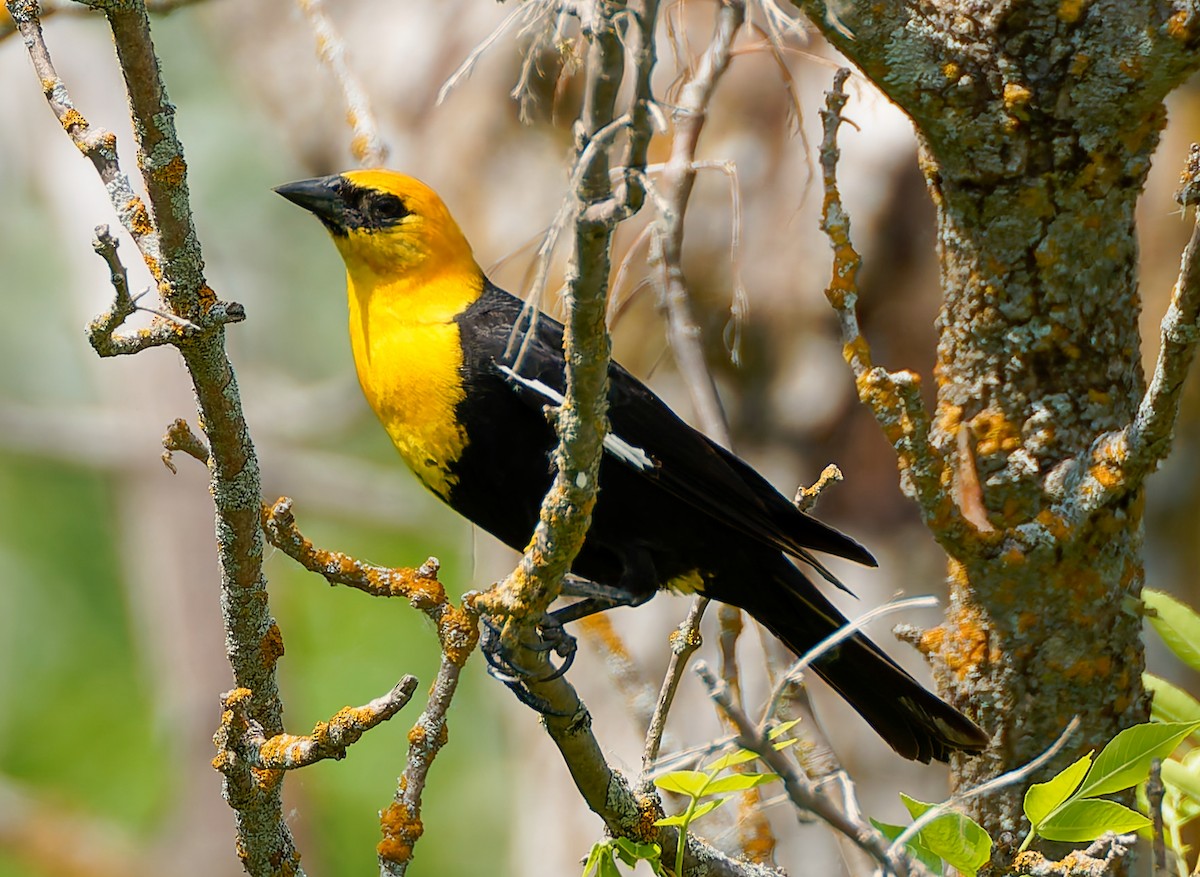 Yellow-headed Blackbird - ML641463824