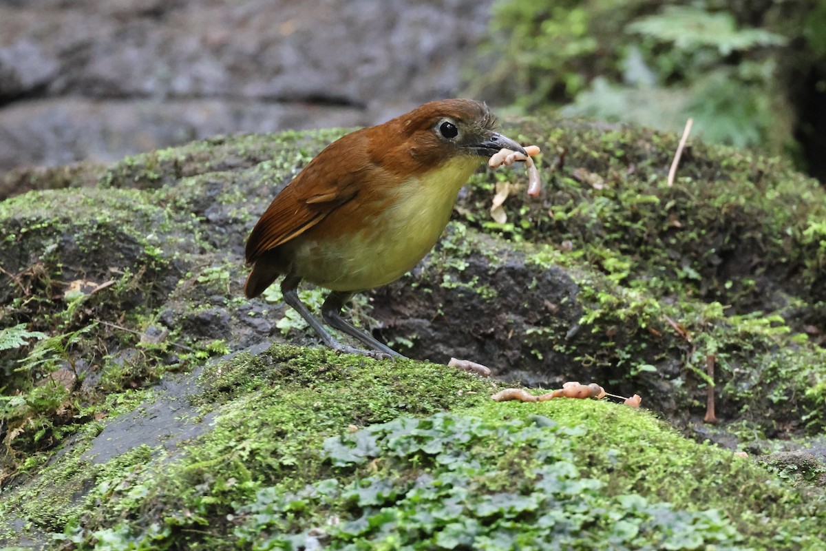 Yellow-breasted Antpitta - ML641463831
