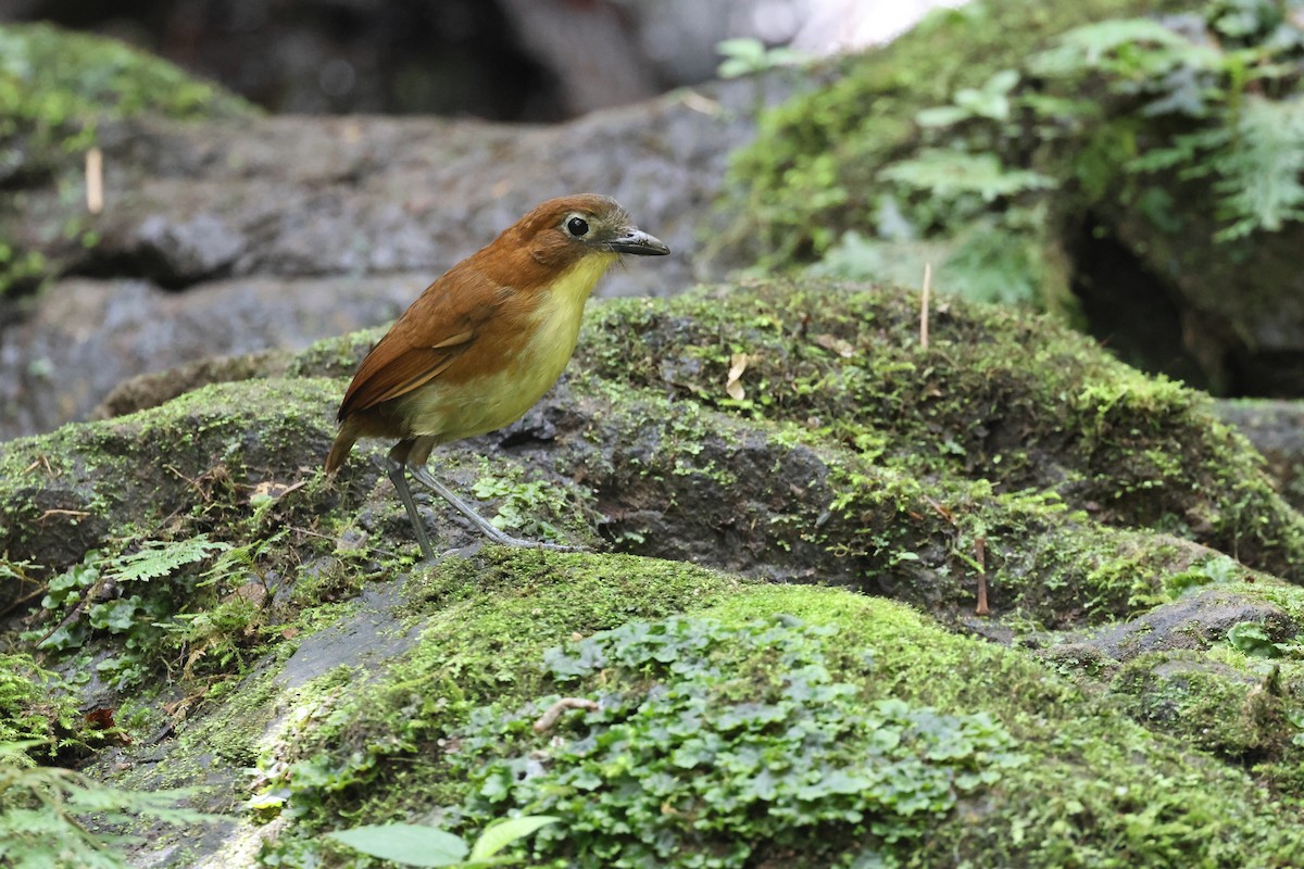 Yellow-breasted Antpitta - ML641463832