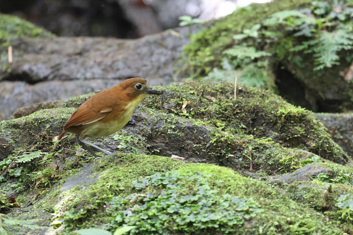 Yellow-breasted Antpitta - ML641463833