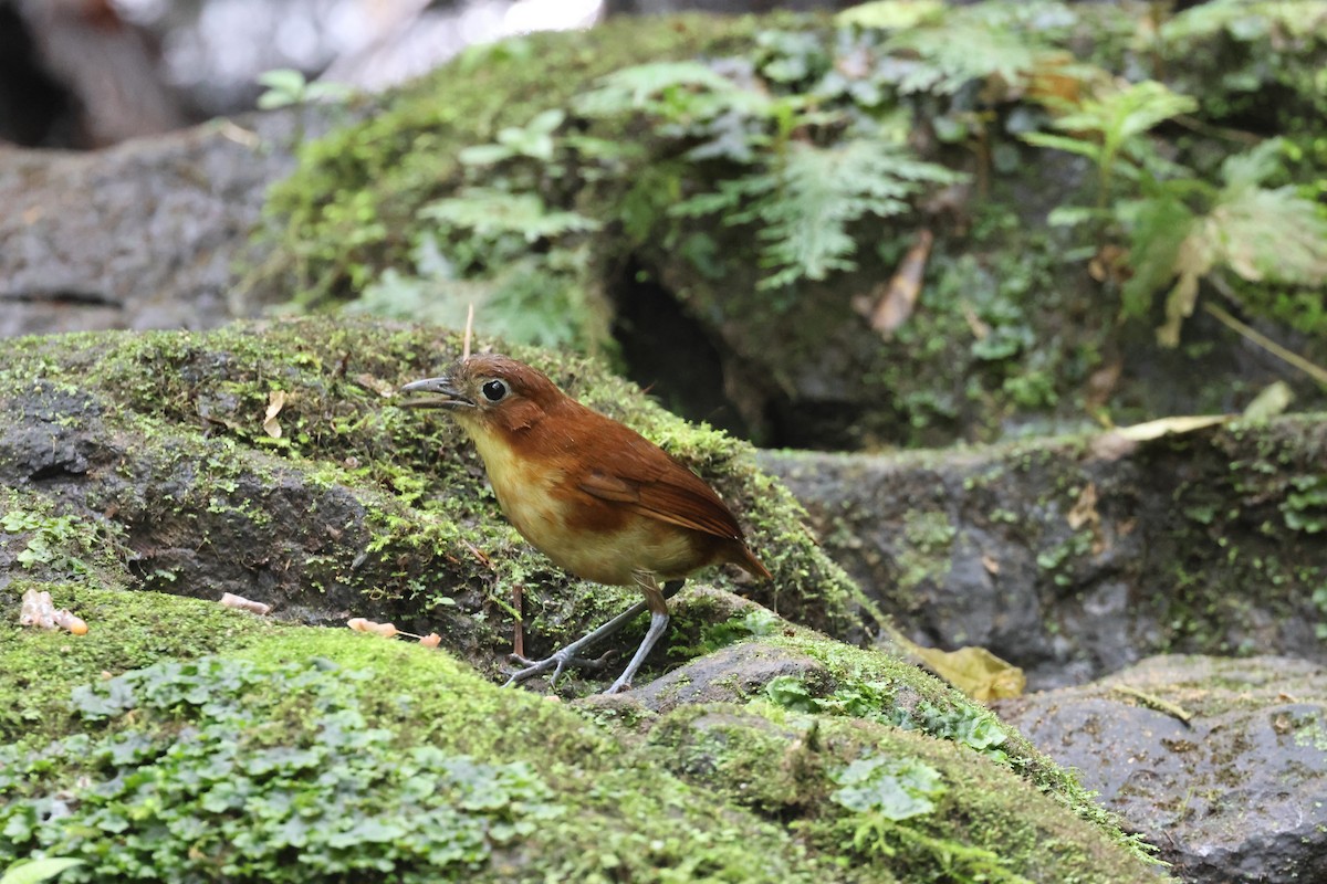 Yellow-breasted Antpitta - ML641463834