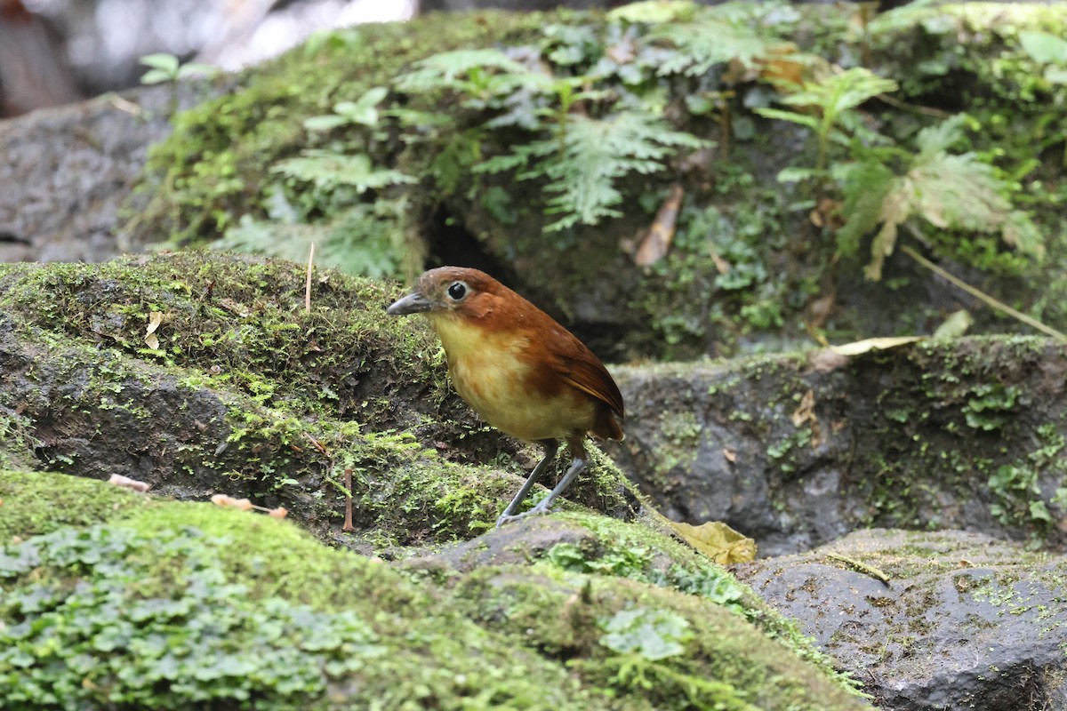 Yellow-breasted Antpitta - ML641463835
