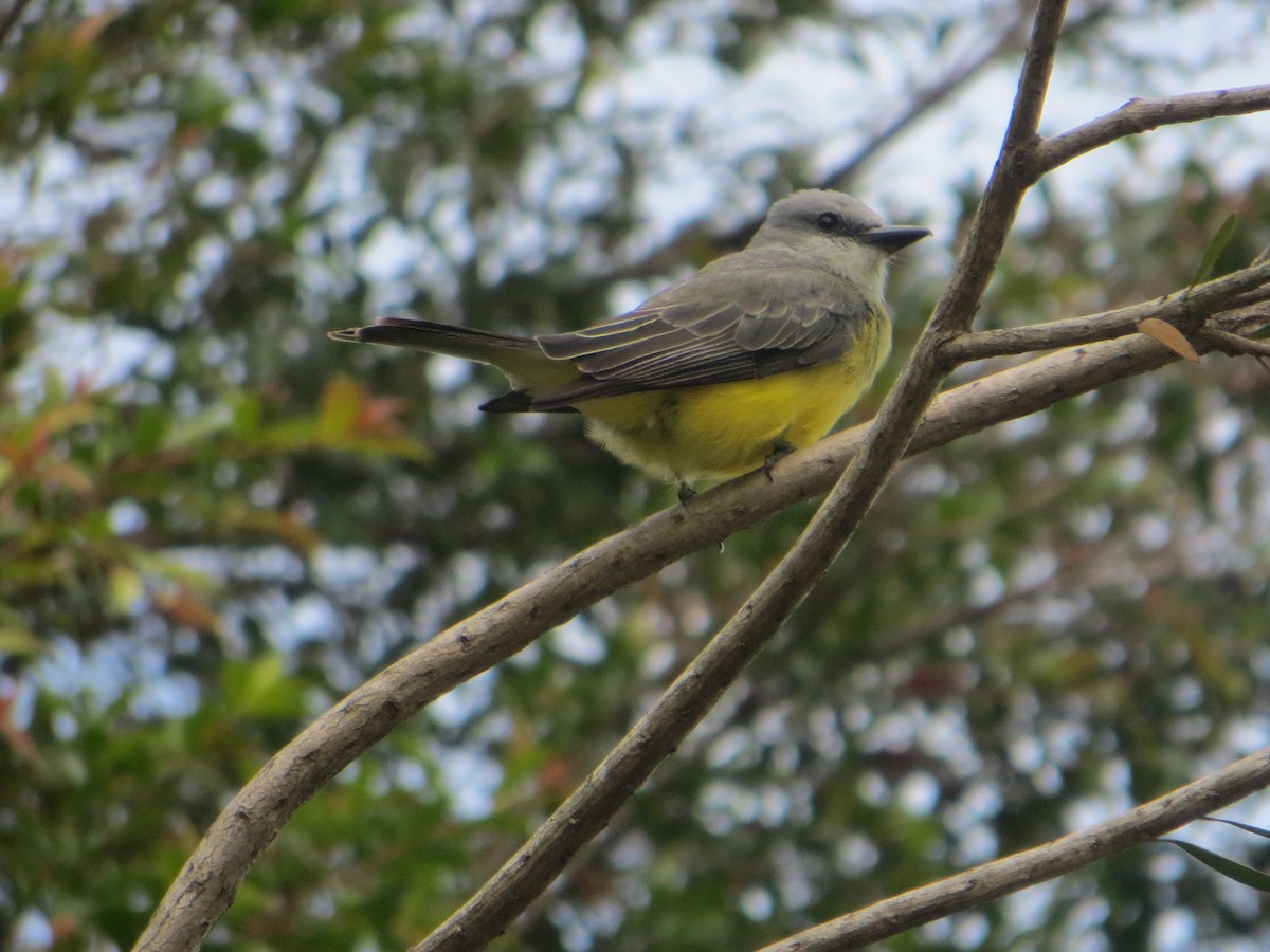 Tropical Kingbird - ML641463842