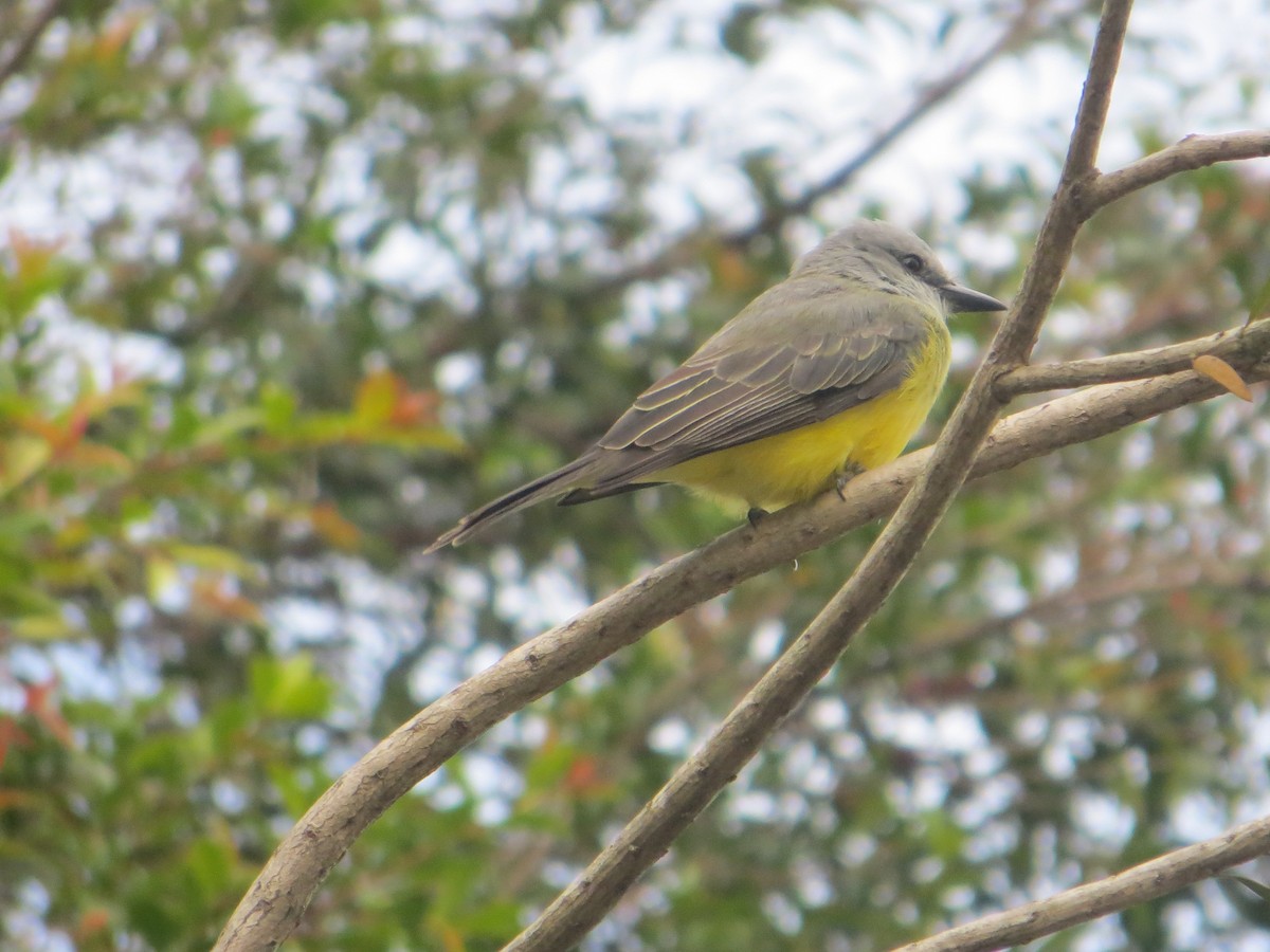 Tropical Kingbird - ML641463843