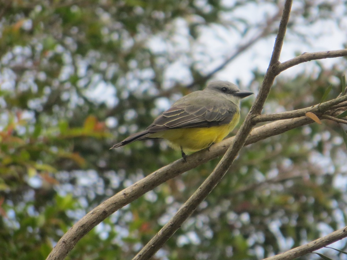 Tropical Kingbird - ML641463844