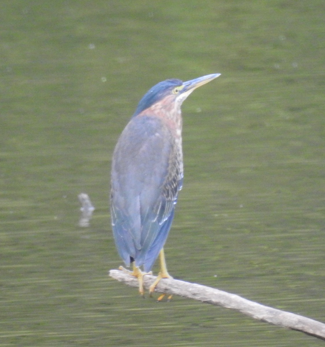 Green Heron - ML641463887